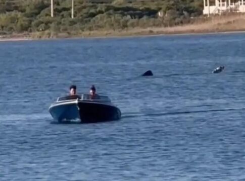 Ξεβράστηκε καρχαριοειδές σε παραλία των Χανίων (βίντεο)