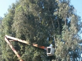 Χανιά: Εργασίες κλαδέματος σε κεντρικό δρόμο την Τρίτη