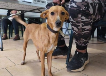 Δ. Μινώα Πεδιάδας: 198 στειρώσεις, 199 ηλεκτρονικές σημάνσεις και 40 δείγματα DNA σε ζώα συντροφιάς