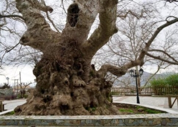 Δήμος Χερσονήσου: Έτσι θα προστατευθεί ο ιστορικός πλάτανος στο Κράσι