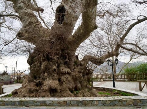 Δήμος Χερσονήσου: Έτσι θα προστατευθεί ο ιστορικός πλάτανος στο Κράσι