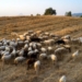 Ευλογιά των αιγοπροβάτων: Προληπτικά μέτρα στην Κρήτη και το 2026