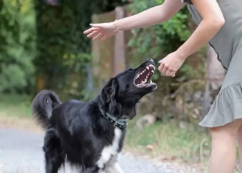Η πρώτη συστηματική καταγραφή δαγκωμάτων από σκύλους στην Ελλάδα