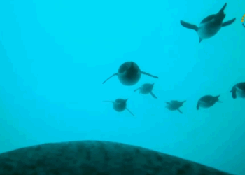 Η ζωή ενός πιγκουίνου σε... πρώτο πρόσωπο: Συναρπαστικά πλάνα από την Ανταρκτική - Βίντεο