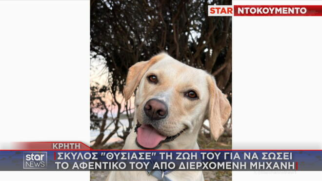 H Λάιλα έγινε «ασπίδα» για να σώσει το αφεντικό της απο τροχαίο