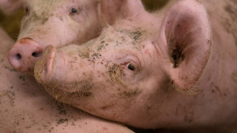 Ισπανία: Διερευνά αν το ξέσπασμα αφρικανικής πανώλης των χοίρων προκλήθηκε από διαρροή εργαστηρίου