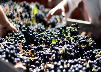 Μέχρι τις 15 Δεκεμβρίου οι δηλώσεις συγκομιδής οινοστάφυλων