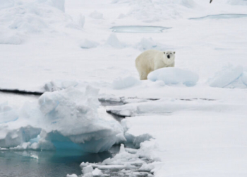 Μια εξαιρετικά σπάνια περίπτωση: Πολική αρκούδα υιοθέτησε αρκουδάκι που δεν ήταν δικό της - Βίντεο