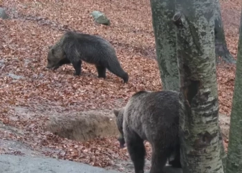 Μία ημέρα στον Αρκτούρο