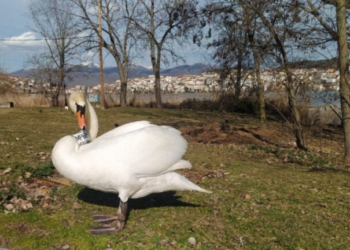 Μια ιστορία αγάπης, απώλειας και νέου ξεκινήματος με πρωταγωνιστή έναν κύκνο