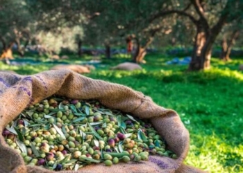 Ο ΣΕΔΗΚ για την παράταση στην εφαρμογή του Ψηφιακού Δελτίου Αποστολής για τον ελαιόκαρπο