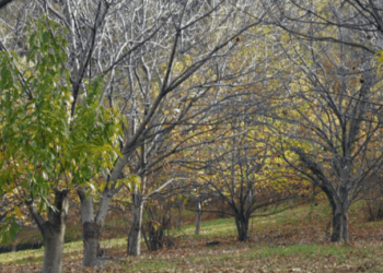 Οι καστανιές του Πηλίου πεθαίνουν - Αγωνία για τους παραγωγούς