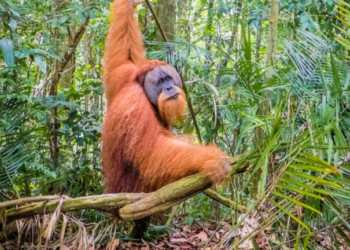 Οι σπάνιοι ουρακοτάγκοι της Σουμάτρας κινδυνεύουν - Αποψίλωση και κατολισθήσεις κατέστρεψαν το «σπίτι» τους