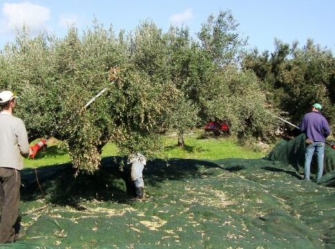 «Όσοι επιμένουν με τα δελτία αποστολής στα λιόφυτα δεν έχουν σχέση με την πραγματικότητα»