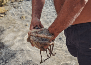 Πήγε για μπάνιο στη θάλασσα και βγήκε με…χταπόδι – Βίντεο, φωτογραφίες