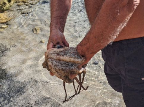 Πήγε για μπάνιο στη θάλασσα και βγήκε με…χταπόδι – Βίντεο, φωτογραφίες