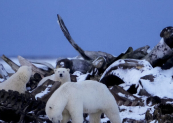 Πολική αρκούδα υιοθετεί μωρό αρκουδάκι - Ένα σπάνιο φαινόμενο