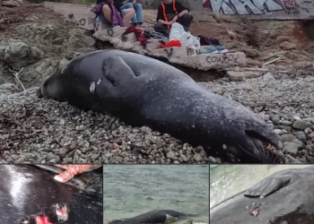 Σκηνές θλίψης σε παραλία της Αττικής: Νεκρή μεσογειακή φώκια από πυροβολισμό στην Ανάβυσσο