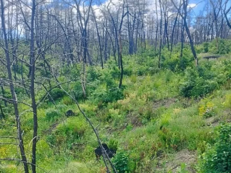 Σουφλί: Τα μικρόπουλα, δείκτης αναγέννησης του δάσους της Δαδιάς