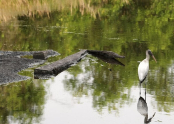 Θλιβερές εικόνες στη Μαδρίτη: Περίπου 400 πελαργοί νεκροί σε ποτάμι, θύματα της γρίπης των πτηνών - Βίντεο