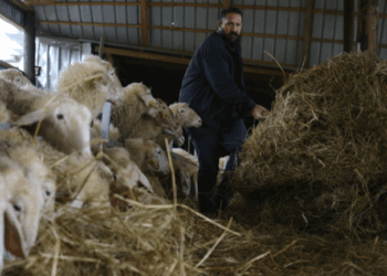 Βόλος: Από τη φωτιά και την πλημμύρα… στην ευλογιά που αποτελείωσε το κοπάδι