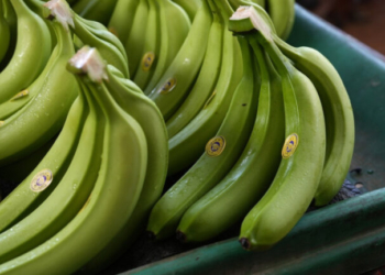 Βρετανία: Χιλιάδες μπανάνες ξεβράστηκαν στις αγγλικές ακτές μετά από ανατροπή φορτηγού πλοίου