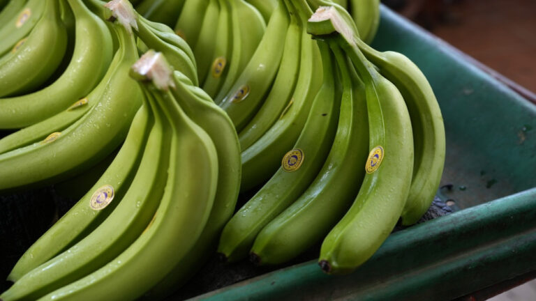 Βρετανία: Χιλιάδες μπανάνες ξεβράστηκαν στις αγγλικές ακτές μετά από ανατροπή φορτηγού πλοίου