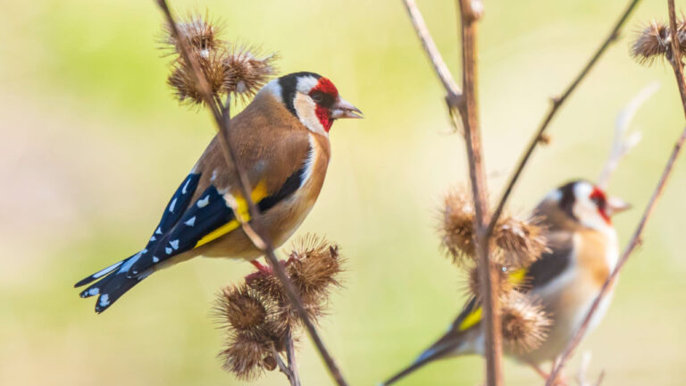 WWF Ελλάς: Ερευνα για το παράνομο εμπόριο άγριων ειδών, κυρίως πτηνών, στην Ελλάδα