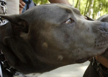 Ζάκυνθος: Συγκλονίζει ο θάνατος του 2χρονου από επίθεση πίτμπουλ - Αφέθηκαν ελεύθεροι οι γονείς του