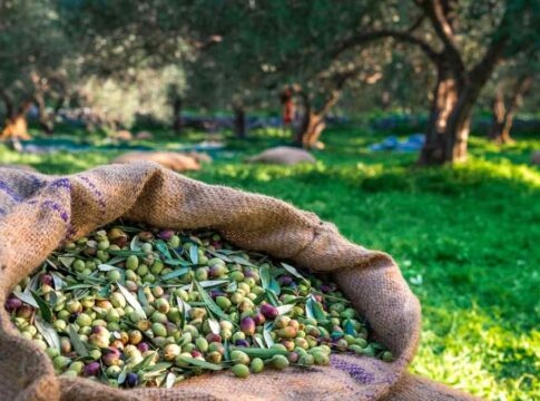 Άμεσα μέτρα στήριξης των ελαιοπαραγωγών ζήτησαν ο Φραγκίσκος Παρασύρης και ο Μανώλης Χνάρης
