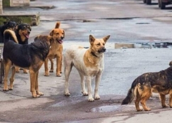 Χανιά: «Κόντρα» δήμου – φιλοζωικής οργάνωσης με φόντο της στειρώσεις ζώων