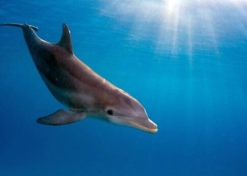 Χανιά: Νεκρό δελφίνι ξεβράστηκε στην παραλία του Ταυρωνίτη (φωτογραφίες)