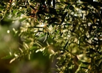 Δήμος Κισσάμου: Έως τις 23 Ιανουαρίου οι δηλώσεις για τις ζημιές στις καλλιέργειες από την κακοκαιρία