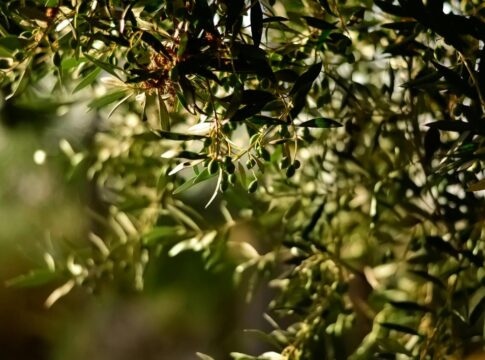 Δήμος Κισσάμου: Έως τις 23 Ιανουαρίου οι δηλώσεις για τις ζημιές στις καλλιέργειες από την κακοκαιρία