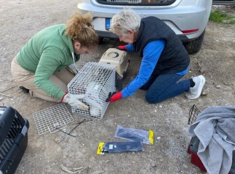 Δήμος Κισσάμου: Με επιτυχία το πρόγραμμα μαζικών στειρώσεων