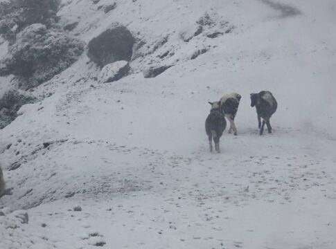 Δήμος Βιάννου: Μέτρα και συστάσεις λόγω του χιονιά