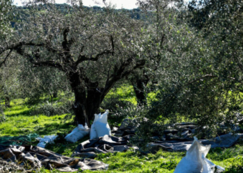 ΕΕ–Mercosur: Ο Ευρωπαϊκός κλάδος επιτραπέζιων ελιών αντιδρά στη συμφωνία