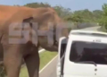 Εφιαλτικές στιγμές στη Σρι Λάνκα: Ελέφαντας επιτέθηκε σε όχημα με τουρίστες - Δείτε βίντεο