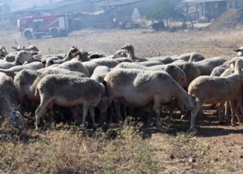 “Εκπτώσεις” στους ελέγχους των ζωοτροφών – SOS από την Περιφέρεια Kρήτης για την ευλογιά