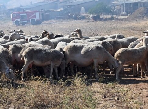 “Εκπτώσεις” στους ελέγχους των ζωοτροφών – SOS από την Περιφέρεια Kρήτης για την ευλογιά