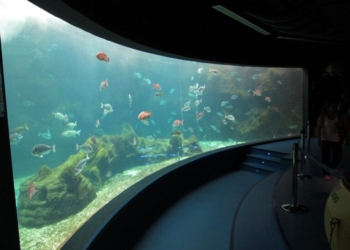 Ενυδρείο Κρήτης: Ενημερωτικό πρόγραμμα για την προστασία του θαλασσίου περιβάλλοντος