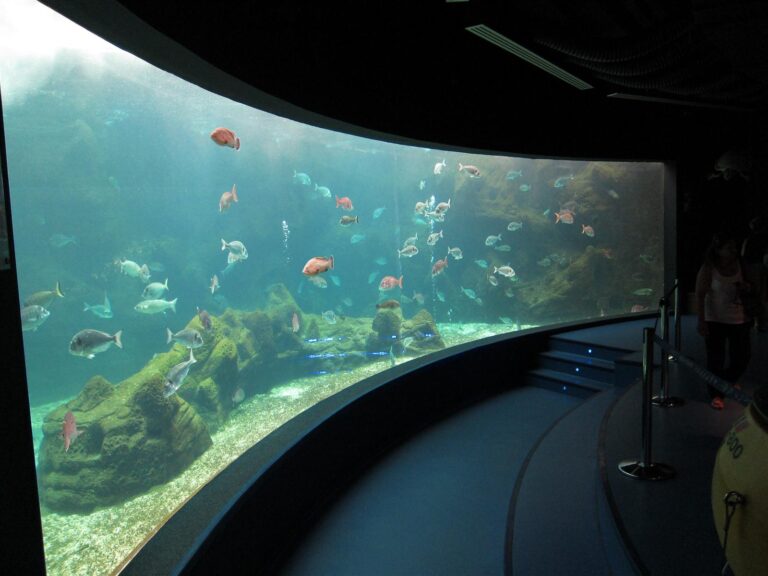 Ενυδρείο Κρήτης: Ενημερωτικό πρόγραμμα για την προστασία του θαλασσίου περιβάλλοντος