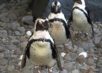 Ενυδρείο της Νέας Υόρκης έφερε μέσα τους πιγκουίνους, για να μην παγώσουν από το κρύο! (βίντεο) 