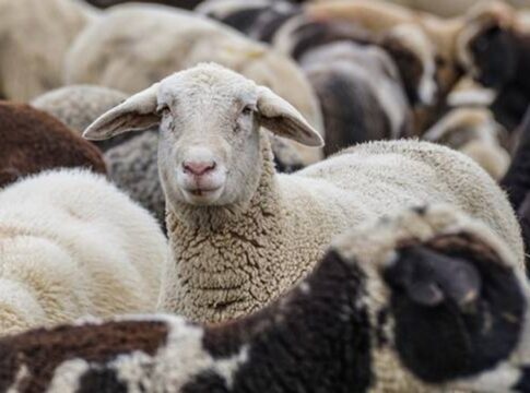 Ευλογιά αιγοπροβάτων: «Καθαρή» αλλά με μέτρα η Κρήτη – Νέα παράταση των περιορισμών