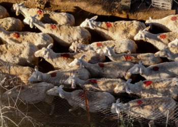 Ευλογιά των προβάτων: Περισσότερα από 470.000 ζώα θανατώθηκαν από τον Αύγουστο του 2024