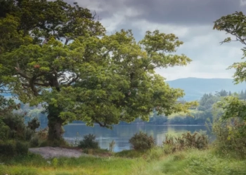 Γαλλία: Tσεκούρι... για λόγους ασφαλείας στην «Τροφαντή Βελανιδιά», από την εποχή του Λουδοβίκου ΙΔ΄