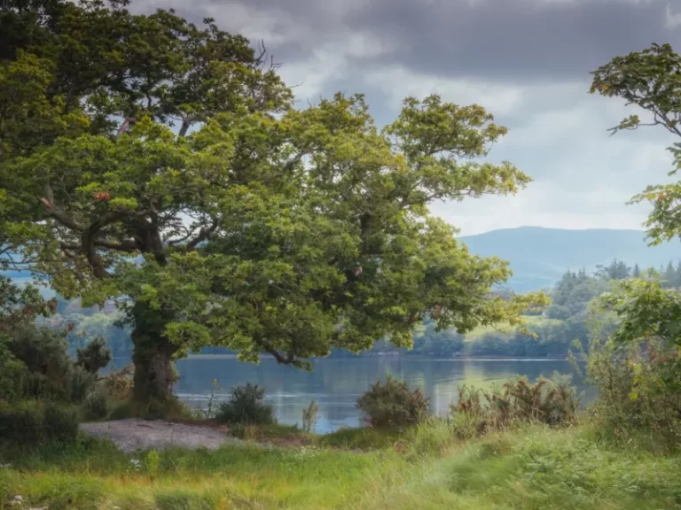 Γαλλία: Κόπηκε βελανιδιά 340 ετών από την εποχή του Λουδοβίκου ΙΔ΄