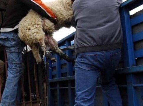 Hράκλειο: 24χρονος και ανήλικος άρπαξαν 60 ζώα από ποιμνιοστάσιο