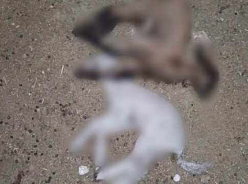 Ηράκλειο: Αδέσποτα σκυλιά κατασπάραξαν 66 πρόβατα – Σε απόγνωση δύο κτηνοτρόφοι