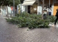 Ηράκλειο: Κόπηκε το δέντρο λόγω επικινδυνότητας